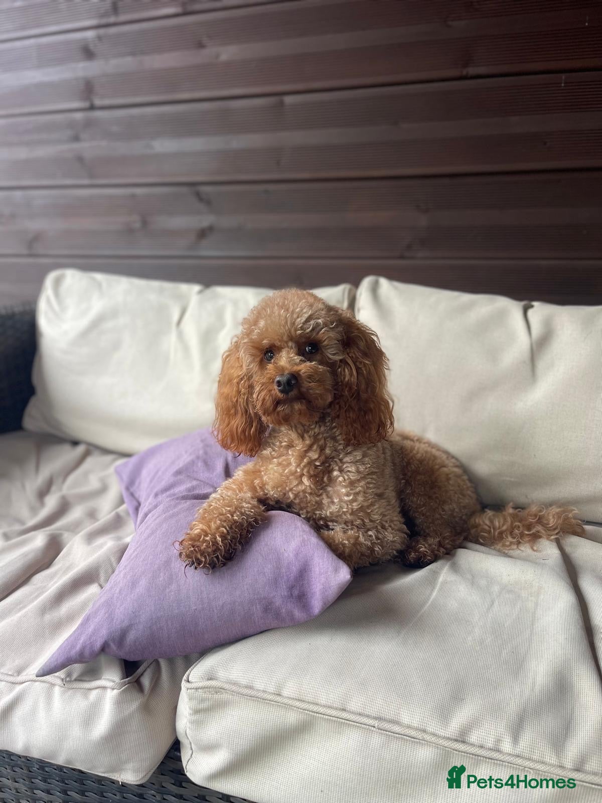 Poodle dogs Kc Fox red toy poodle for stud  - Advert 19