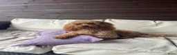 Poodle dogs for stud: Kc Fox red toy poodle for stud  - Advert 1