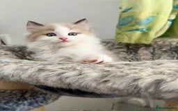 Ragdoll cats for sale: Loving Ragdoll kittens - Image 22
