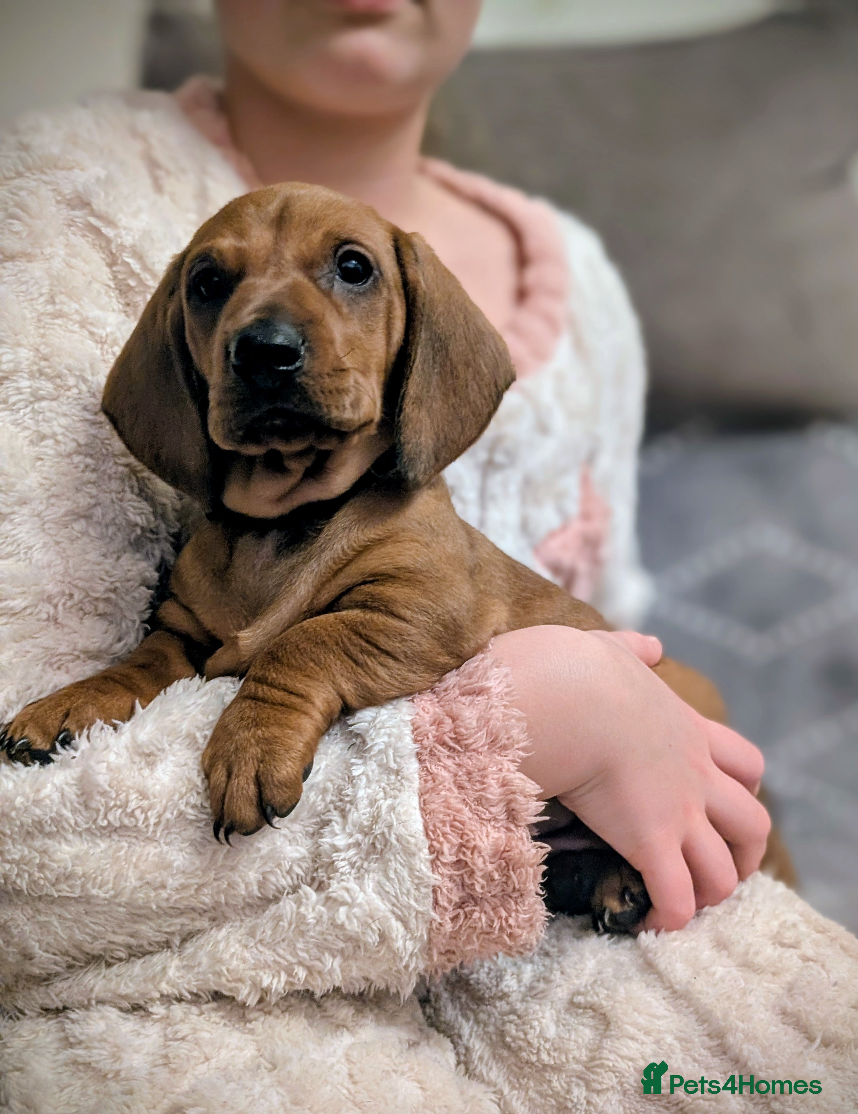 Dachshund dogs Champions Line/Show Quality Standard Dachshund - Advert 15