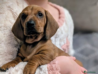 Dachshund dogs Champions Line/Show Quality Standard Dachshund - Advert 4