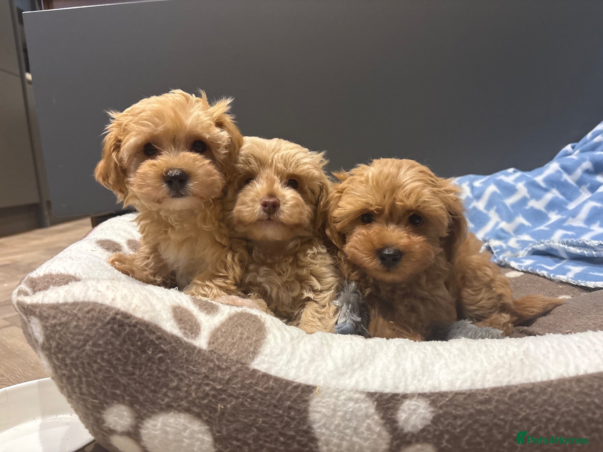 Maltipoo dogs Multipoo Puppies For Sale - Advert 1