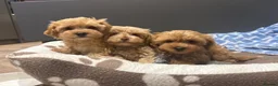 Maltipoo dogs for sale: Multipoo Puppies For Sale - Advert 1