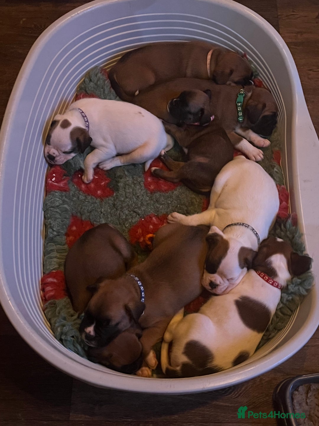 Boxer dogs for sale: Boxer puppies for sale  - Advert 9