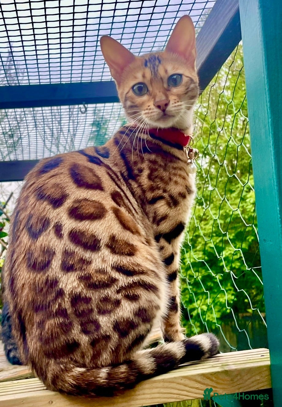 Bengal cats ⭐️FINAL BENGAL KITTEN⭐️ Beautiful Bengal Kittens - Advert 1