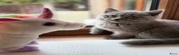 Scottish Fold cats for sale: Last female Scottish fold kittens 🐾 - Advert 6