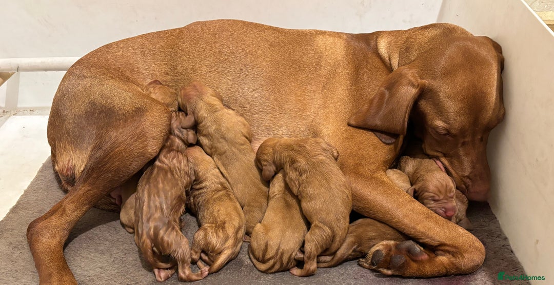 Hungarian Vizsla dogs for sale: Ready to leave KC Registered Vizsla Puppy  - Advert 16