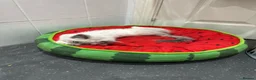 Ragdoll cats for sale: Ragdoll kittens2boy 1 girl £325 - Advert 7