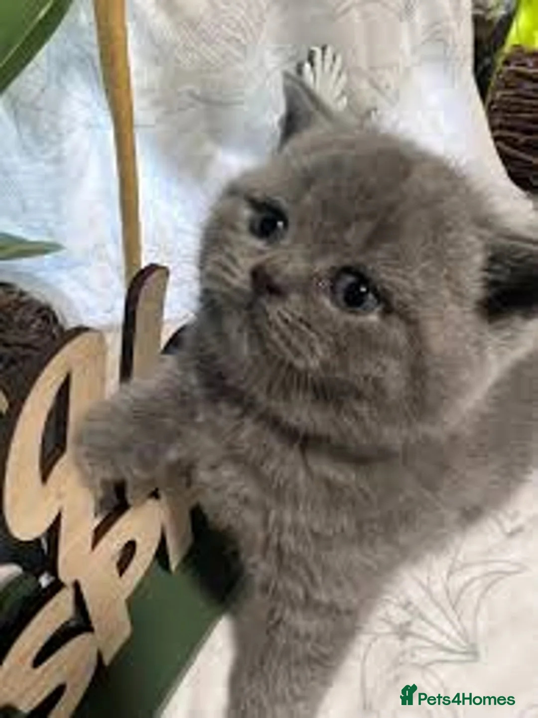 British Shorthair cats for sale: BSH Kittens ready to new homes - Advert 5