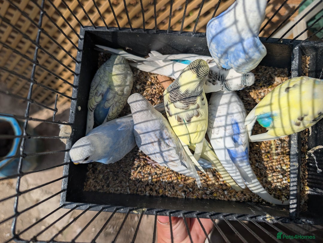 Budgerigars birds for sale: Baby budgies and starter cage  - Image 8