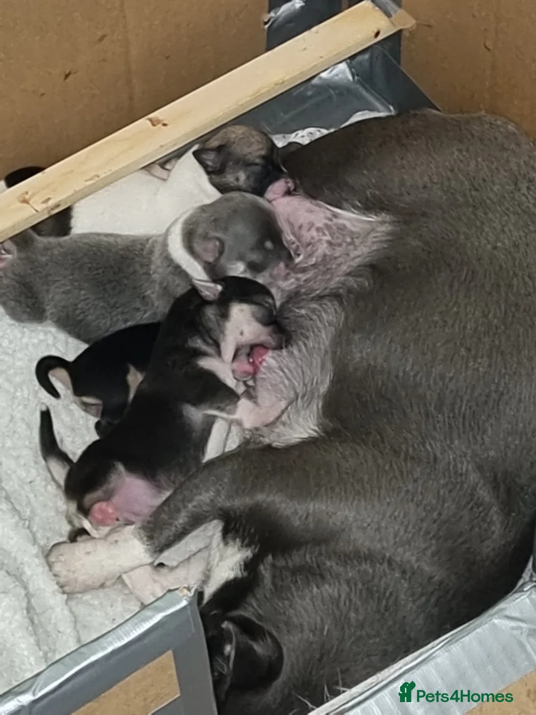 Chihuahua dogs for sale: Chihuahua pups x2 smooth coat - Advert 2