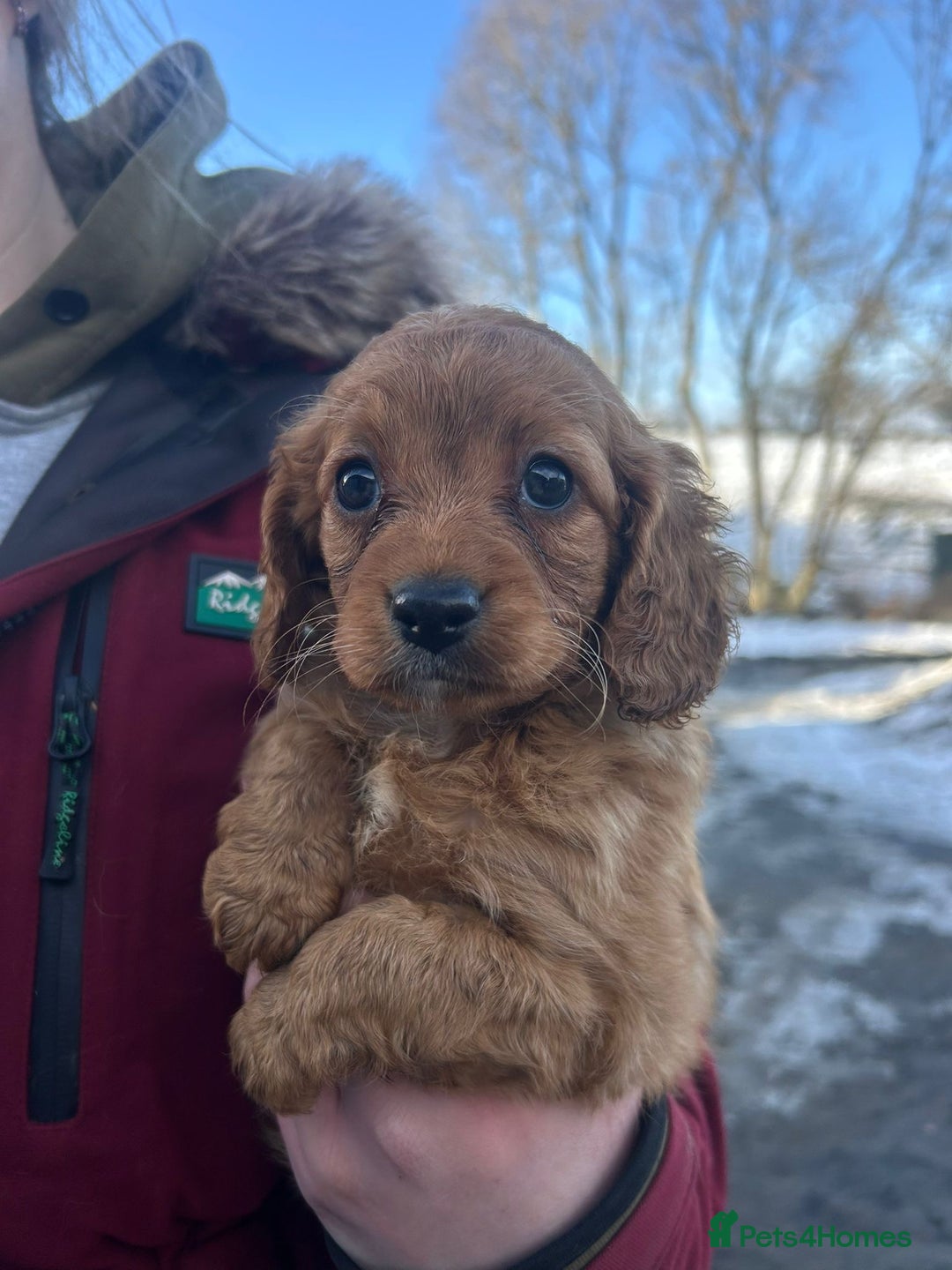 Cockapoo dogs for sale: Gorgeous Fox Red Cockapoo Girls  - Advert 3