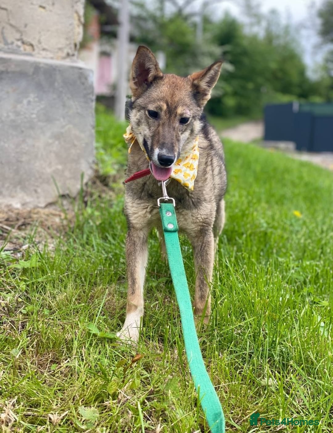 Mixed Breed dogs for adoption: 💖🐶 JOYA 🐶💖 - Image 13