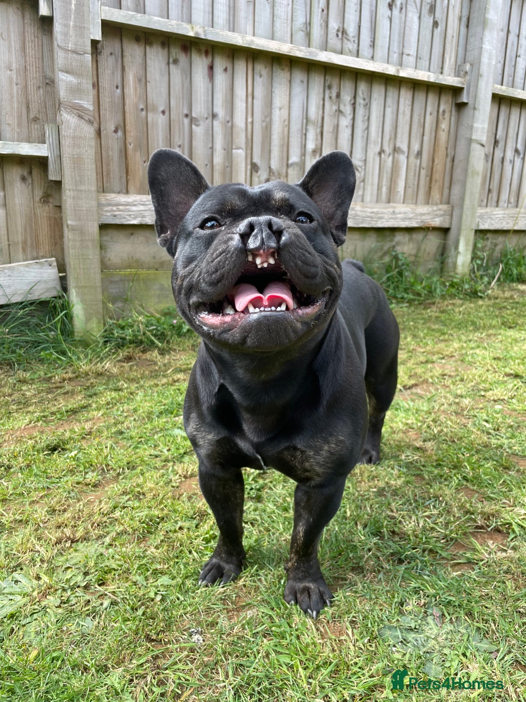 Mixed Breed dogs for sale: 4 year old French bulldog cross staff Teddy  - Image 7