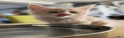 Maine Coon cats for sale: Beautiful, well handled Maincoon kittens  - Advert 16