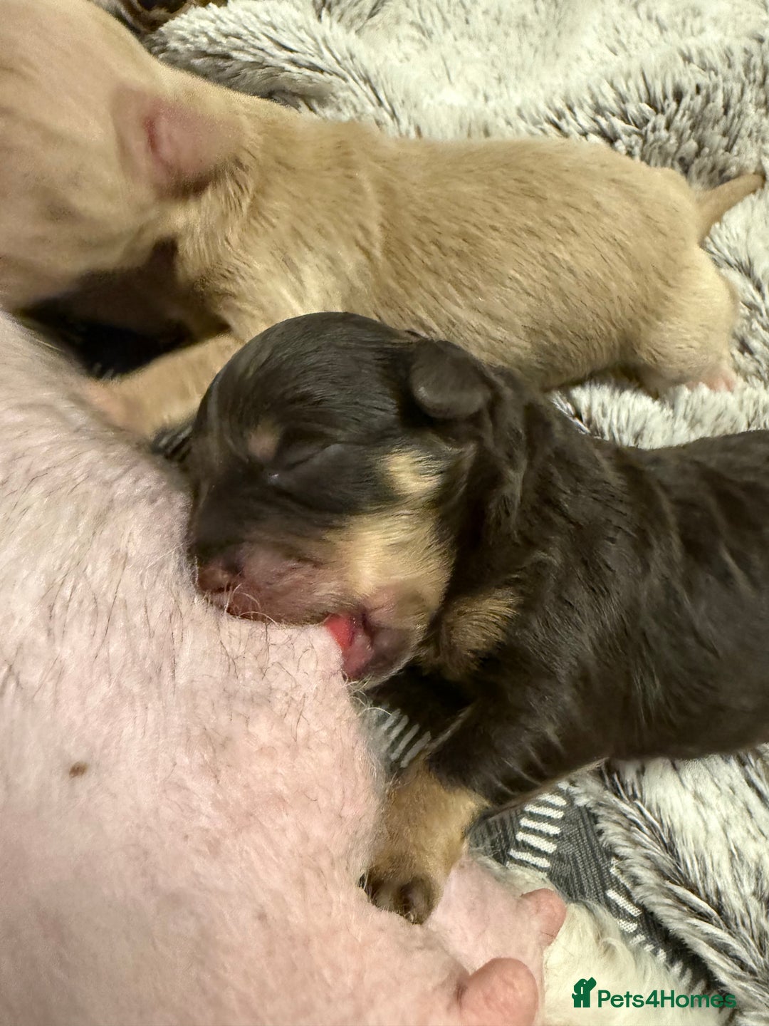 Mixed Breed dogs for sale: OUTSTANDING COLOURED TOY SCHNOODLES DNA CLEAR  - Advert 5