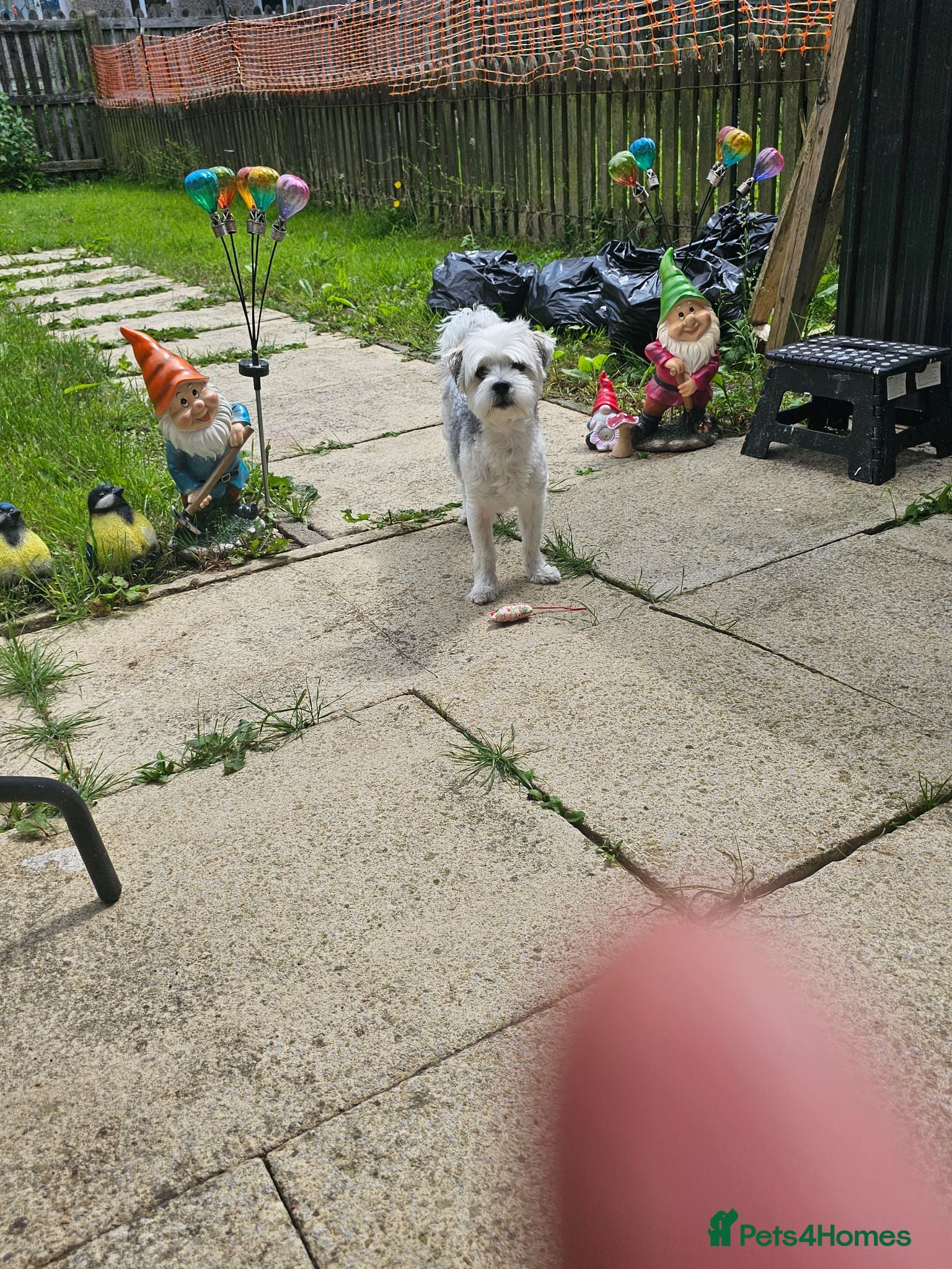 Morkie dogs Morkie stud available  - Advert 1
