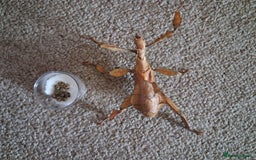 Stick Insects invertebrates for sale: Macleays spectre stick insect eggs  - Image 2