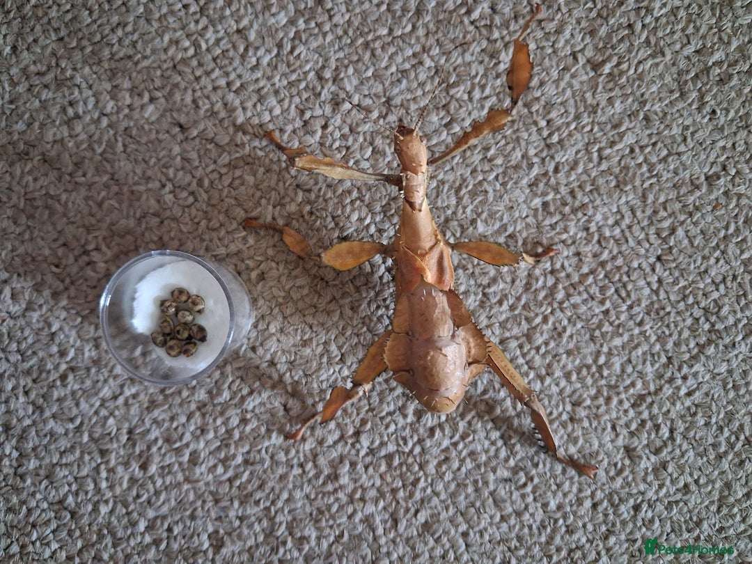 Stick Insects invertebrates for sale: Macleays spectre stick insect eggs  - Image 2