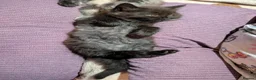 Ragcoon cats for sale: Stunning Ragcoon girl, Maine coon Dad Ragdoll Mum - Advert 5