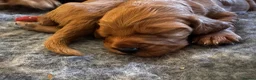Cocker Spaniel dogs for sale: Outstanding Boys - Advert 16
