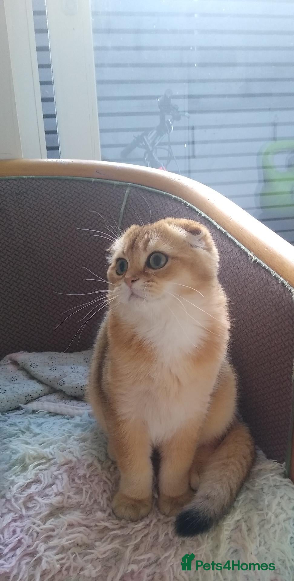 Scottish Fold cats 🐾Gorgeous Boy Available – TICA Scottish Fold 🐾 - Advert 2