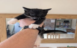 Mixed Breed cats for sale: 7 kittens ready for their forever home - Image 14