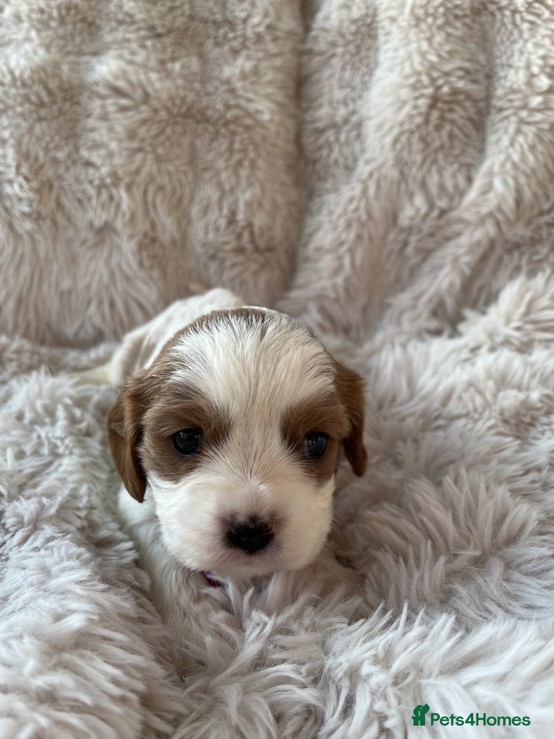 Cavalier King Charles Spaniel dogs for sale: Chocolate Carriers KC Vet Health Checked - Advert 17