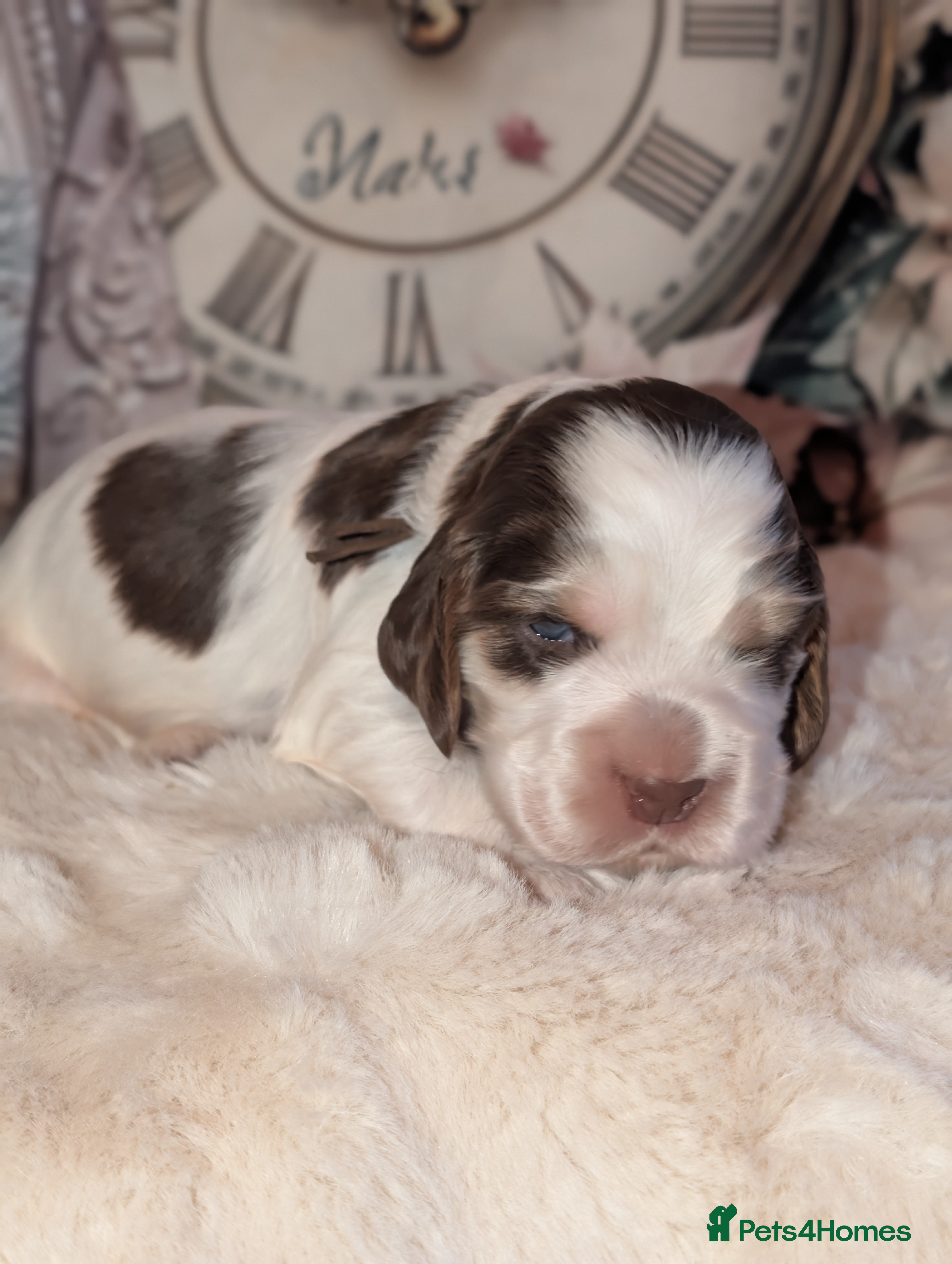 Cocker Spaniel dogs CHAMPION BLOODLINE SHOW COCKER BOY PUPPY  - Advert 3