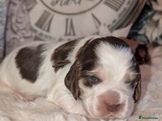Cocker Spaniel dogs CHAMPION BLOODLINE SHOW COCKER BOY PUPPY - Advert 4