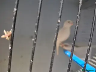 Mixed Breed birds Mix bird - Advert 1