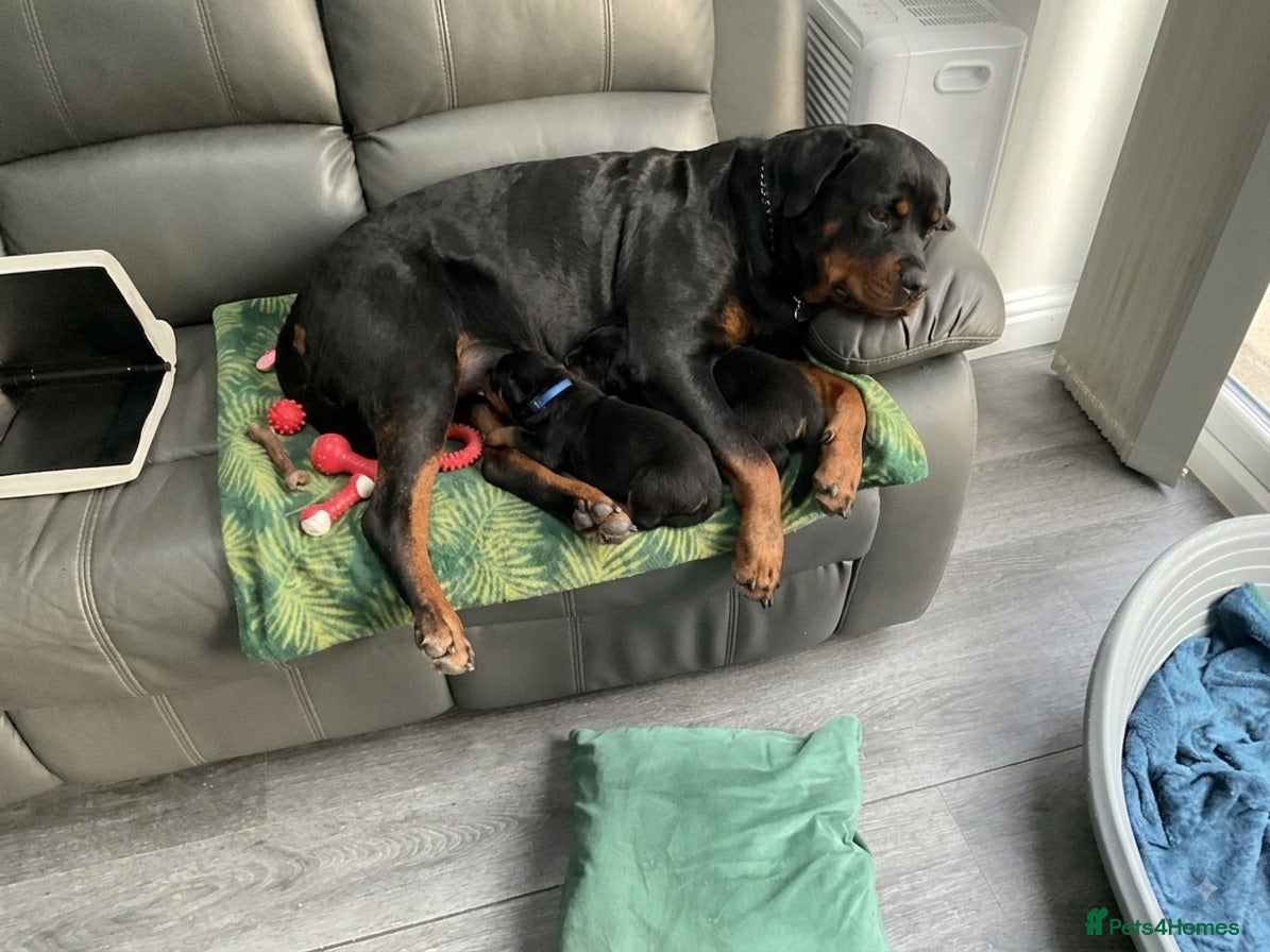 Rottweiler dogs Nice stocky Rottweiler puppies - Advert 3