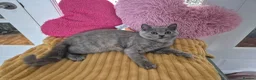 British Shorthair cats for sale:  Ready! GCCF parents with champions in line,BSH  - Advert 11