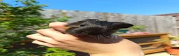 Guinea Pig rodents for sale: 2 Male baby guinea pigs  - Advert 3
