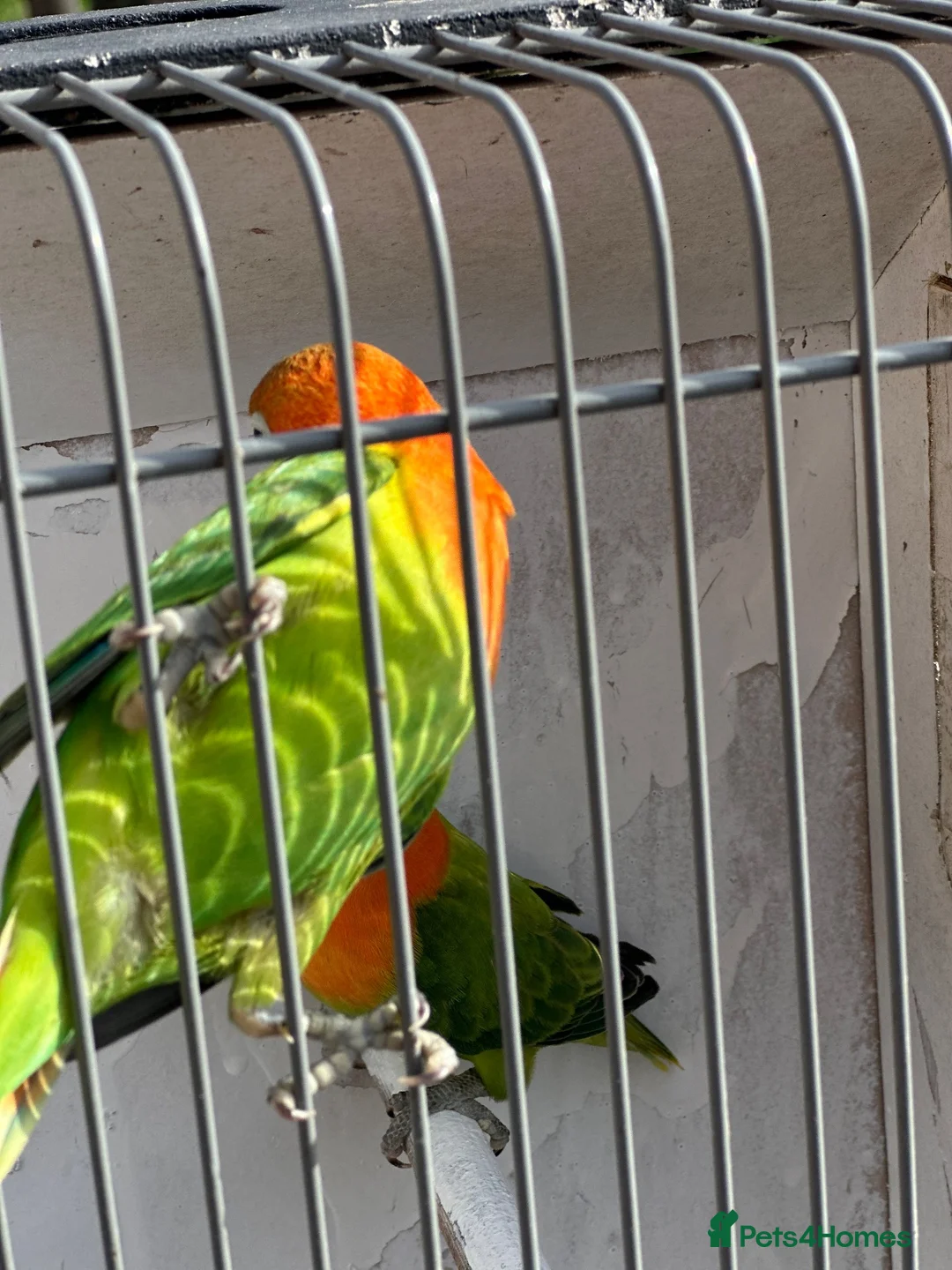 Lovebirds birds for sale: Lovebirds  - Advert 1