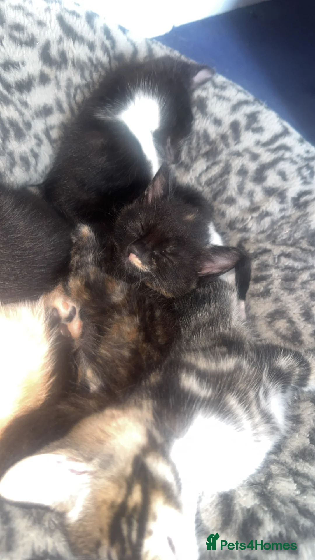 Mixed Breed cats for sale: 2 kittens left for collection 23rd October  - Advert 2