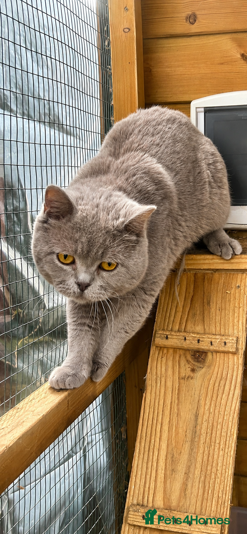 British Shorthair cats for sale: BSH KITTENS 💕💙 - Advert 6