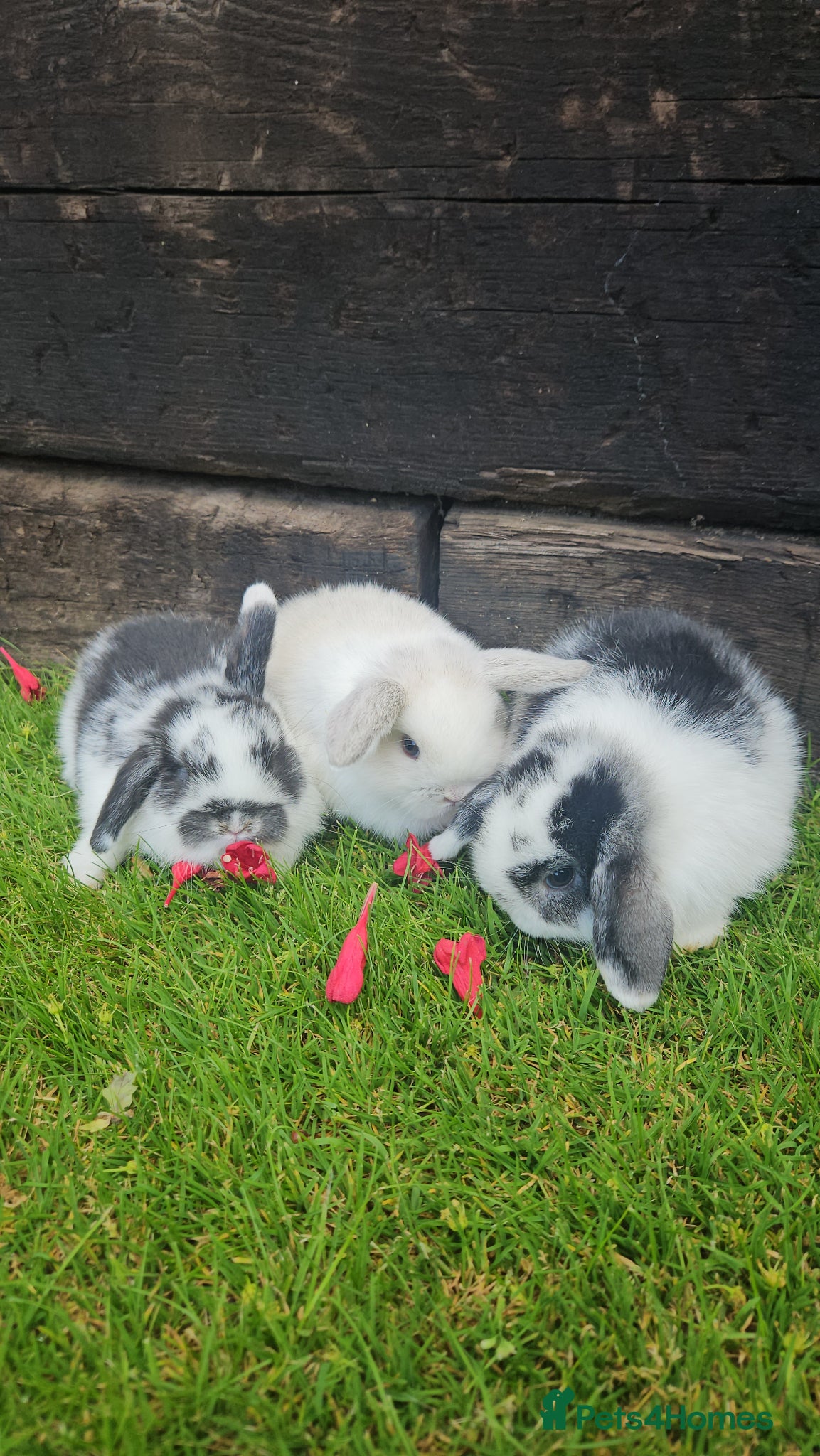 Mini Lop rabbits Gorgoeus mini lop baby rabbits - Advert 1