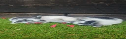 Mini Lop rabbits for sale: Gorgoeus mini lop baby rabbits - Advert 1