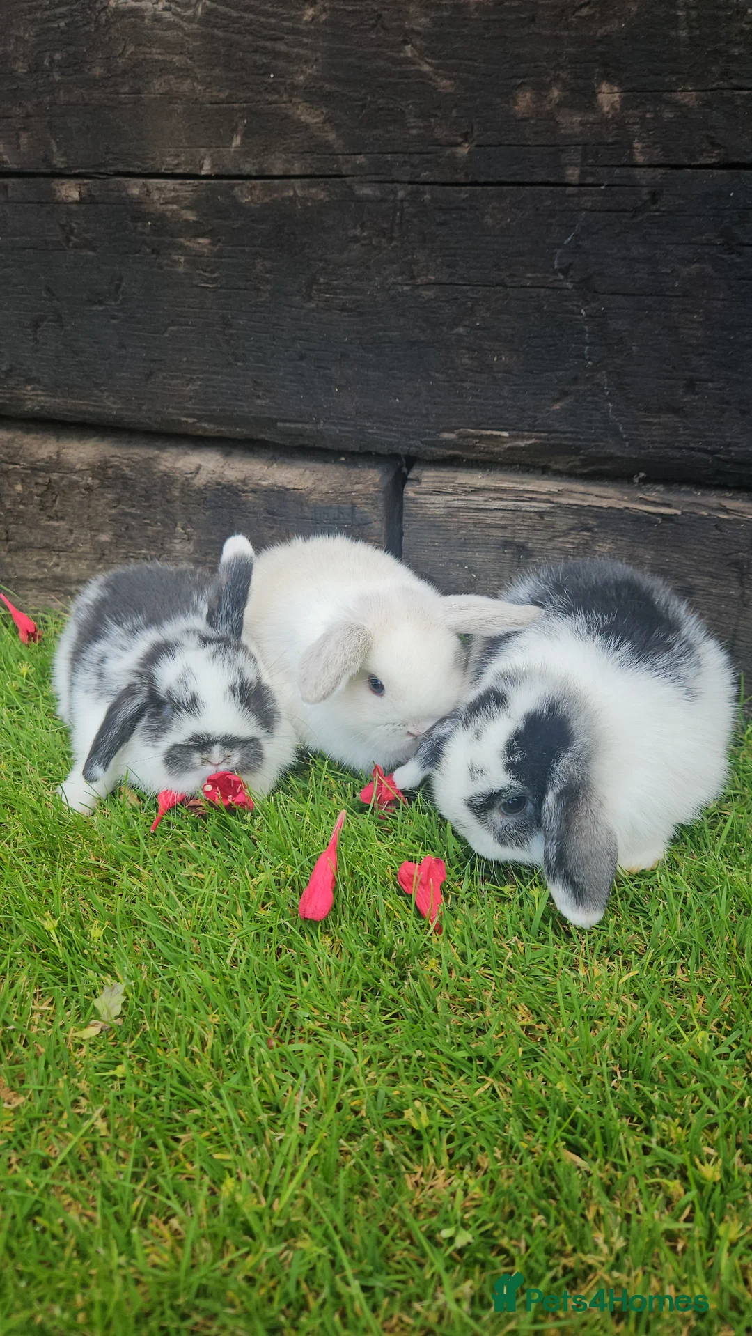 Mini Lop rabbits for sale: Gorgoeus mini lop baby rabbits - Advert 1