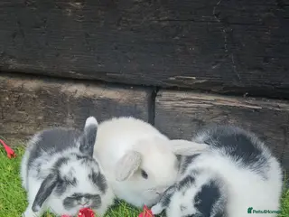 Mini Lop rabbits Gorgoeus mini lop baby rabbits - Advert 2