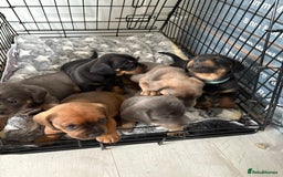 Mixed Breed dogs for sale: French bulldog x daschund - Image 9