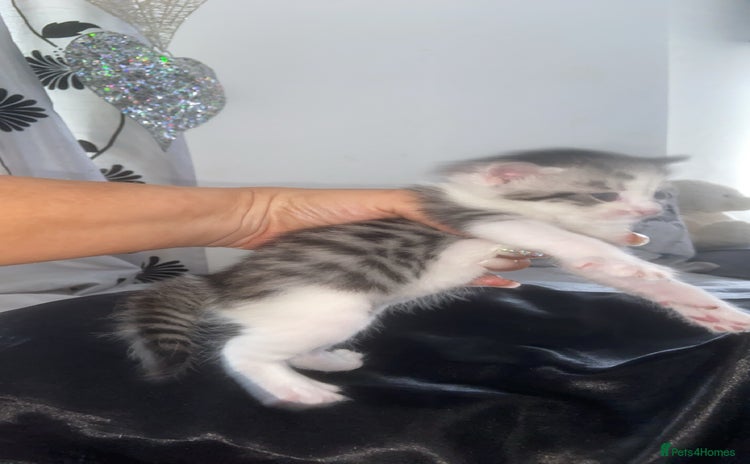 Mixed Breed cats - Advert 6
