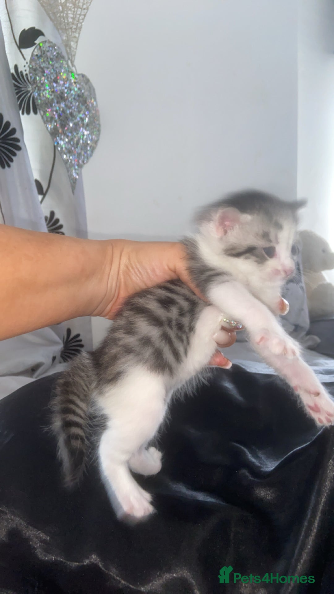 Mixed Breed cats for sale: 5 x Beautiful Bengal Mixed Kittens for Sale  - Image 1