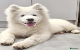 Samoyed dogs for sale: Female  - Image 2