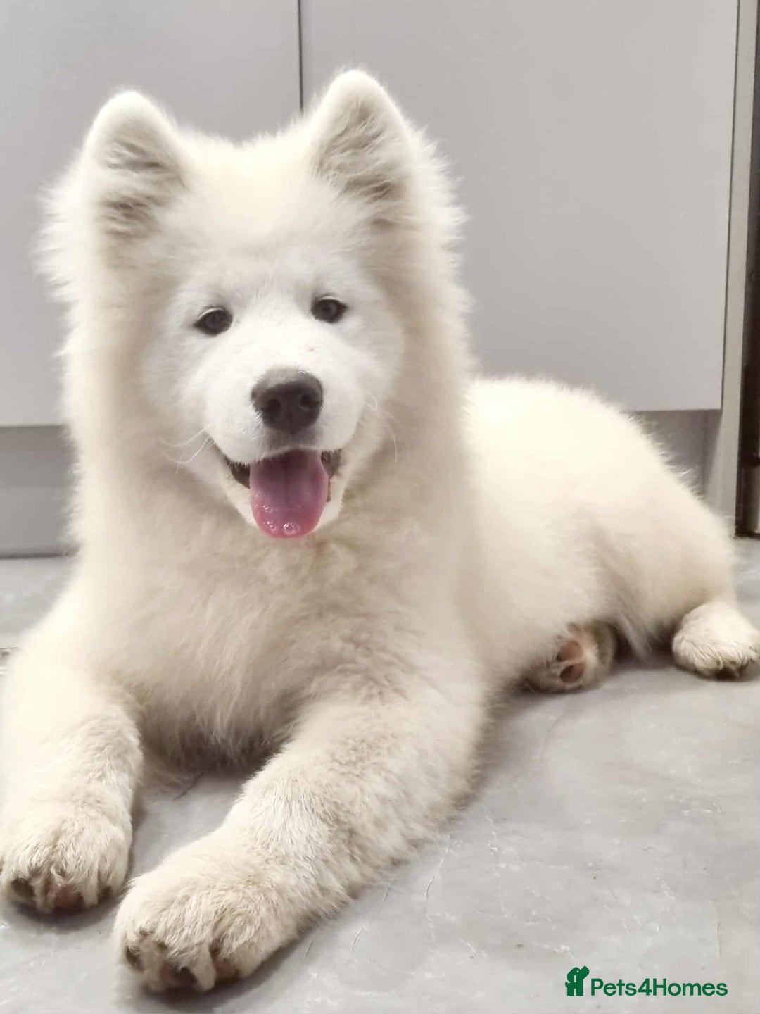 Samoyed dogs for sale: Female  - Image 2