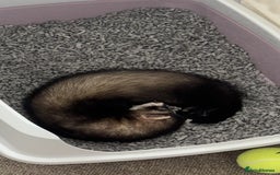Ferret rodents for sale: 2 hob ferrets for sale - Image 4