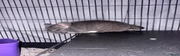Chinchilla rodents for sale: 2 bonded male chinchillas  in Dudley - Advert 2