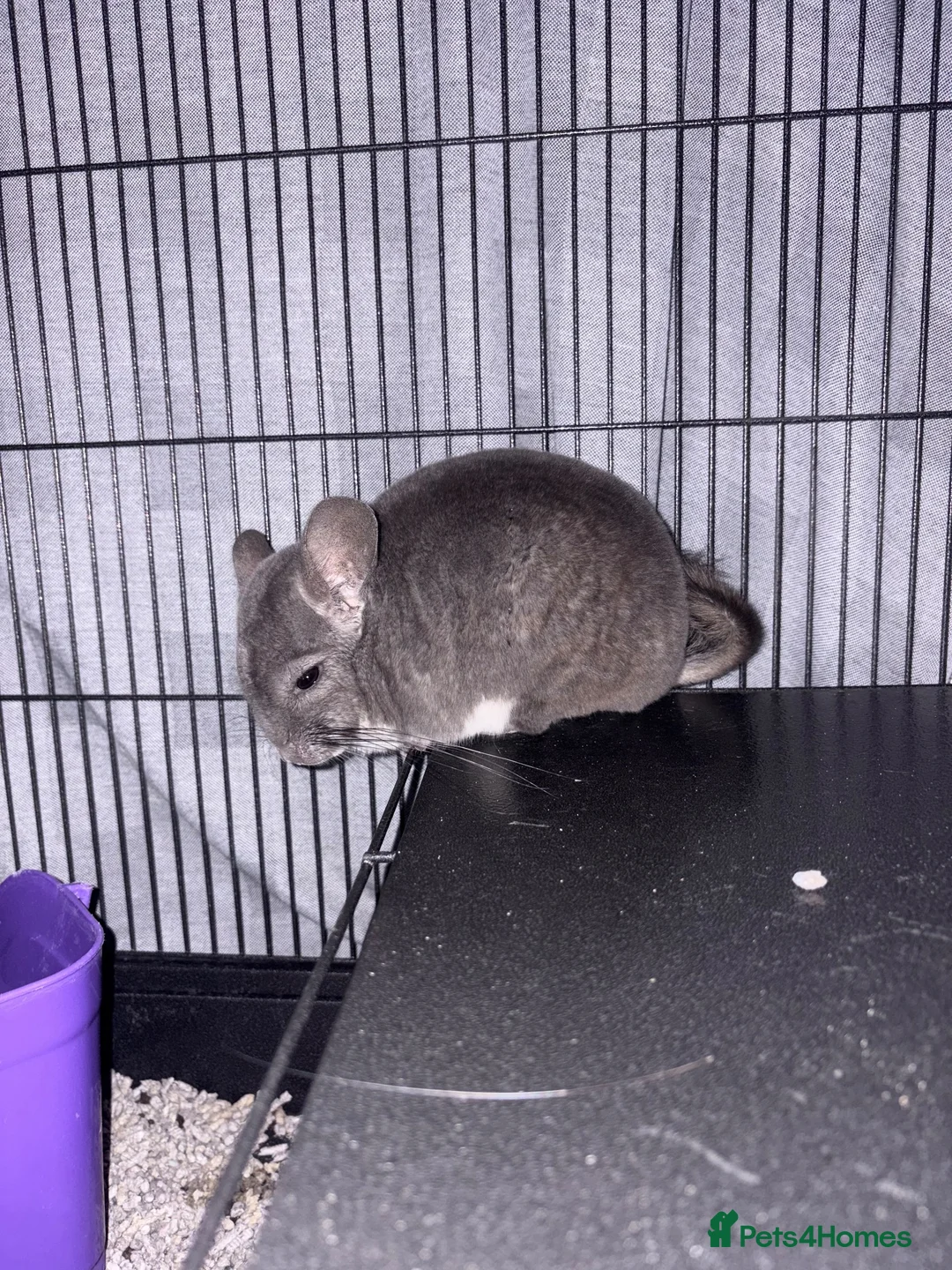 Chinchilla rodents for sale: 2 bonded male chinchillas  in Dudley - Advert 2
