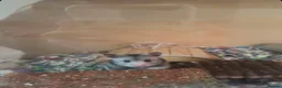 Hamster rodents for sale: Female hamster - Advert 5